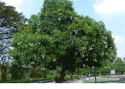 this is the world s most poisonous tree