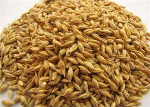 malt is very useful to reduce abdominal fat