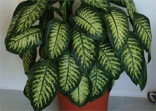 one plant which conveys the eyesight damages
