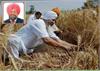 ਵੱਡ ਲਈਆਂ ਕਣਕਾਂ ਤੇ ਕੱਢ ਲਈਆਂ ਕਣਕਾਂ-ਗਾਹ ਨਜ਼ਰ ਨਹੀਂ ਆਏ
