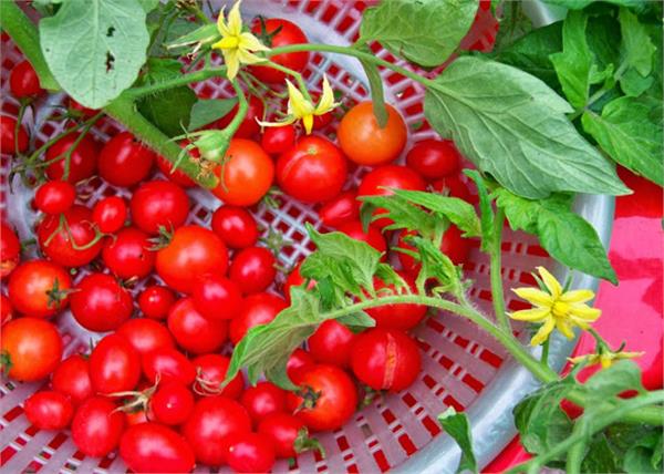 tomatoes will remain red