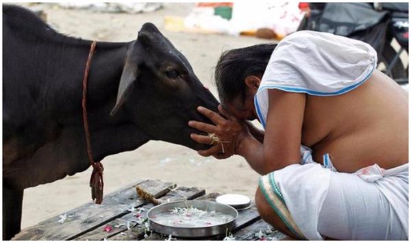 cow  s sacred national heritage  equal to god and mother