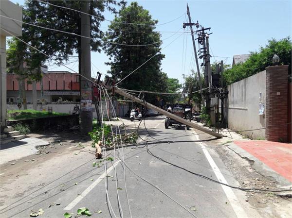many trees and winds of pollution collapses with wind storm
