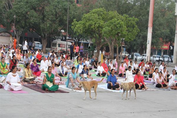 international yoga day administration