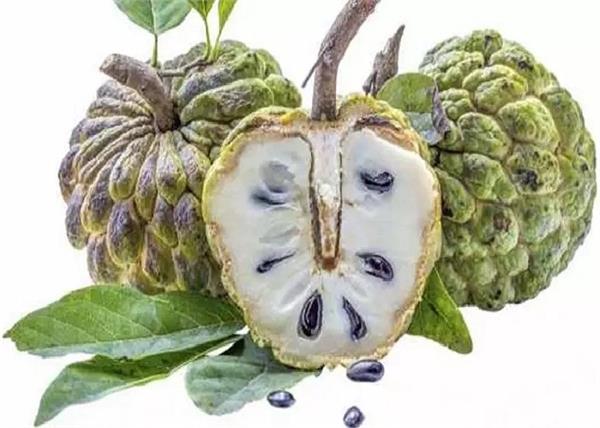 along with custard apple  her seeds are also beneficial for health