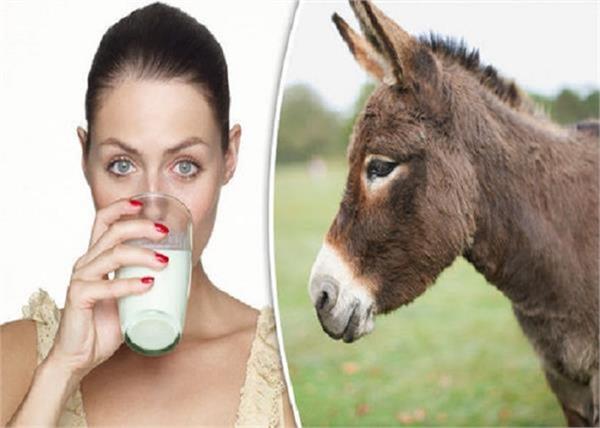 now donkey milk will cure human illness