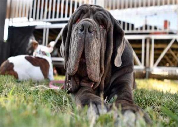 learn how this ugly dog became known in minutes