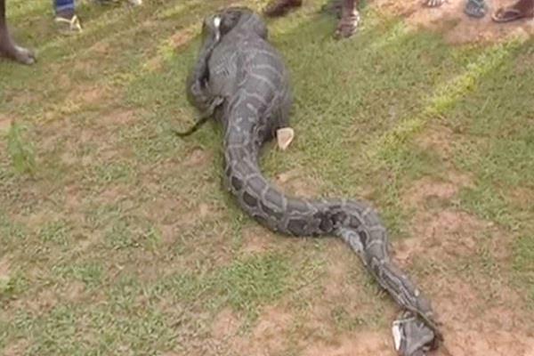 python swallowed the goat alive