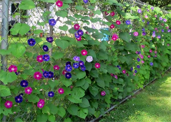 this plant is the treatment of many diseases of women and men