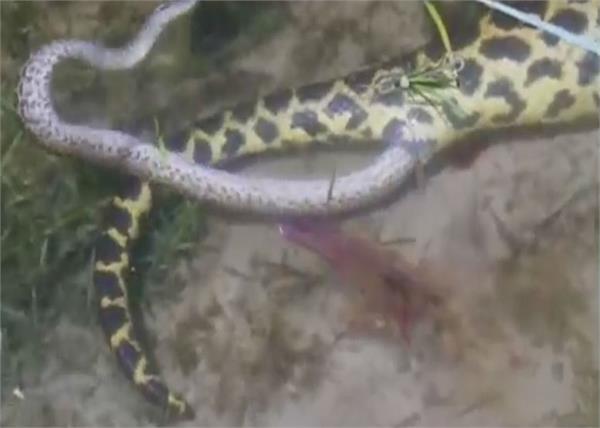 snakes give eggs or children   watch this video