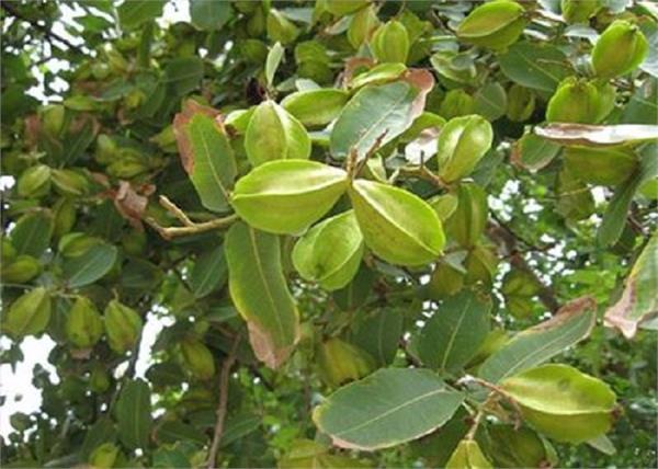 arjun tree contains miraculous advantages