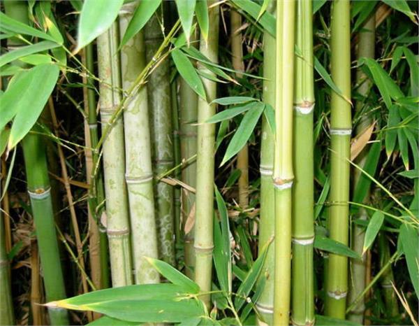 the sound of the baby crying coming from the bamboo tree