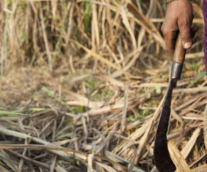 ਵਿਅਕਤੀ ਨੇ ਬਲਾਤਕਾਰ ਕਰਨ ਦੀ ਕੀਤੀ ਕੋਸ਼ਿਸ਼, ਲੜਕੀ ਨੇ ਦਾਤਰੀ ਨਾਲ ਕੀਤਾ ਹਮਲਾ