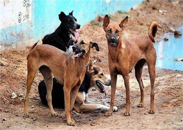 awara dogs survive people