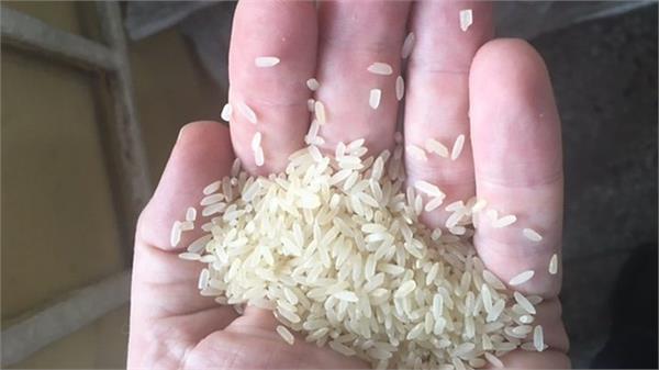 the presence of plastic rice in the market is only rumored government