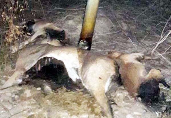 life for dogs run away from dogs and cows for them