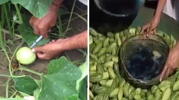 ਖਾਣ-ਪੀਣ ਵਾਲੀਆਂ ਚੀਜ਼ਾਂ ''ਚ ਹੋ ਰਹੀ ਮਿਲਾਵਟ ਚਿੰਤਾ ਦਾ ਵਿਸ਼ਾ