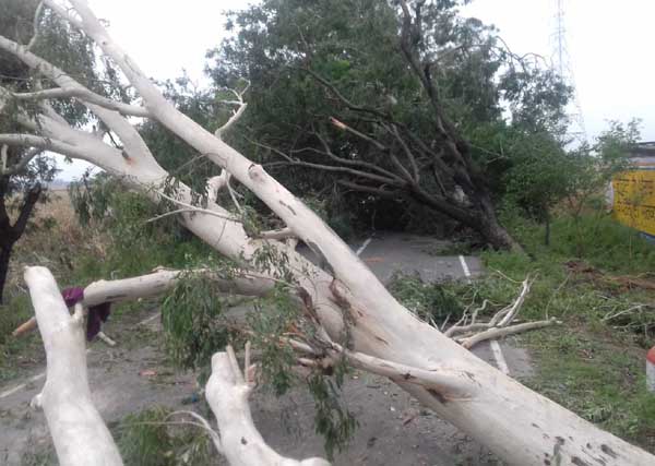 ਮੀਂਹ-ਝੱਖੜ ਦਾ ਕਹਿਰ :”250 ਤੋਂ ਵੱਧ ਦਰੱਖਤ ਡਿੱਗੇ