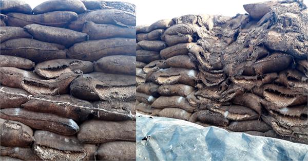 grains eat pests