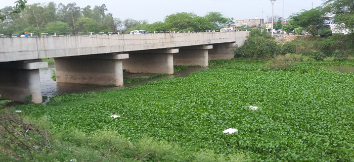 ਭਾਦਸੋਂ-ਸਰਹੰਦੀ ਚੋਅ ਦੀ ਸਫਾਈ ਨਾ ਹੋਣ ਕਾਰਨ ਲੋਕ ਸਹਿਮੇ