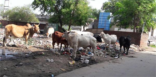 cow service