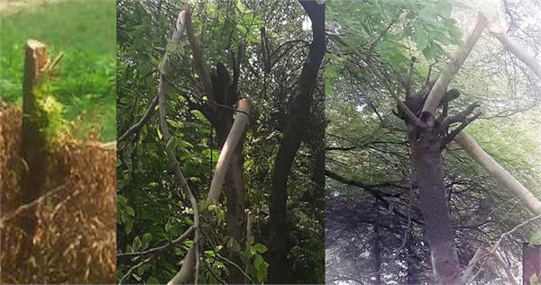 cutting of tree