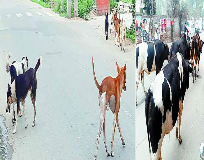 ਸ਼ਹਿਰ ''ਚ ਘੁੰਮਦੇ ਖੂੰਖਾਰ ਆਵਾਰਾ ਪਸ਼ੂ ਬਣੇ ਜਾਨ ਦਾ ਖੌਅ