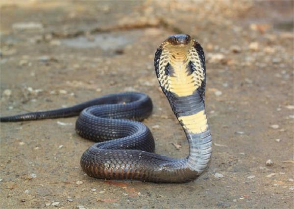 woman  s death by a snake  s nap