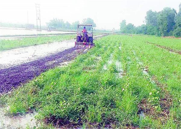 forceful graft in the government  s crop diversification movement