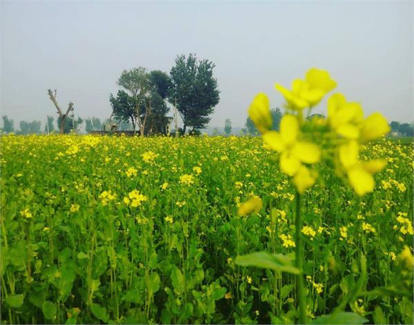 center sc  gm  policy decision about saroop ka crop