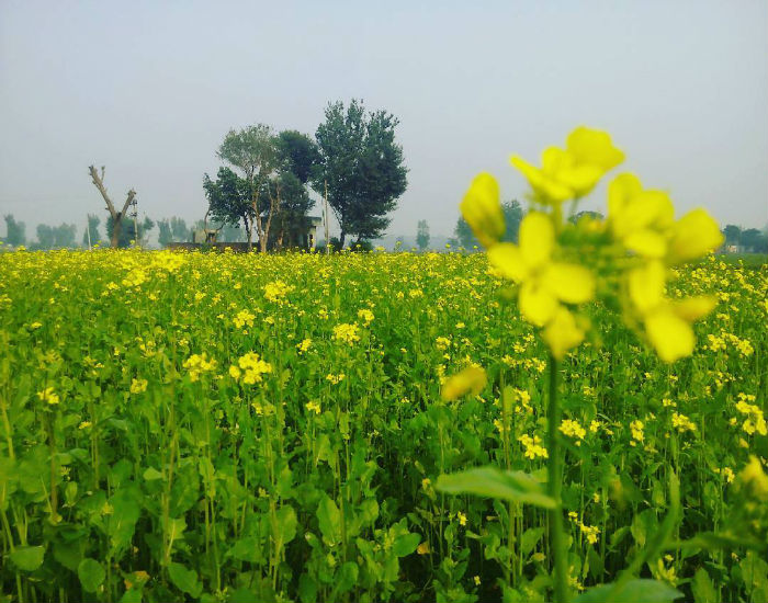 ਕੇਂਦਰ ਨੇ SC ਨੂੰ ਕਿਹਾ:  GM ਸਰੌਂ ਦੀ ਫਸਲ ਦੇ ਬਾਰੇ ''ਚ  ਨੀਤੀਗਤ ਫੈਸਲਾ ਲਵੇਗਾ