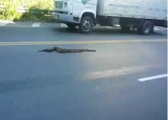 ਬ੍ਰਾਜ਼ੀਲ ਦੀ ਸੜਕ ਉੱਤੇ ਇਕ ਔਰਤ ਨੇ ਫੜ ਲਿਆ ਐਨਾਕੋਂਡਾ, ਦੇਖੋ ਵੀਡੀਓ