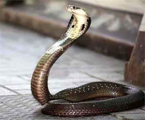 in the hostel  s bathroom  the snake kills the student  death