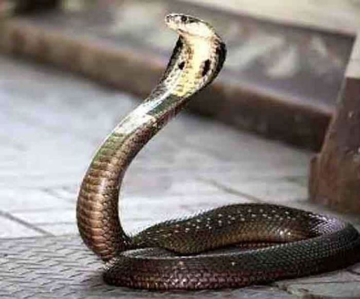 ਹੋਸਟਲ ਦੇ ਬਾਥਰੂਮ ਵਿੱਚ ਵਿਦਿਆਰਥਣ ਨੂੰ ਸੱਪ ਨੇ ਕੱਟਿਆ, ਮੌਤ