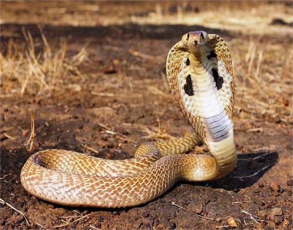 snakes killed 7 children  including two women