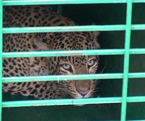 the village in came in leopard