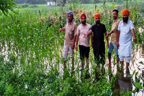 ਨਿਕਾਸੀ ਨਾ ਹੋਣ ਕਾਰਨ 10 ਏਕੜ ਫਸਲ ਤੇ ਸਬਜ਼ੀਆਂ ਤਬਾਹ