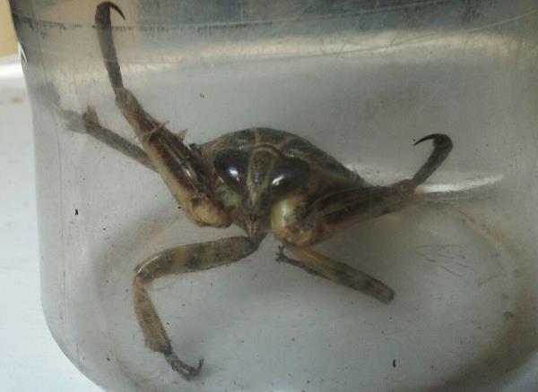 woman caught hair cutter moth