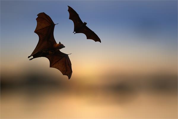 climate change could put rare bat species at greater risk