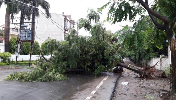 rain s  s  p  large trees fell before their residence