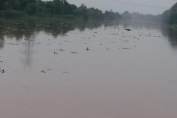 sutlej river water is being polluted by sewerage water from factories