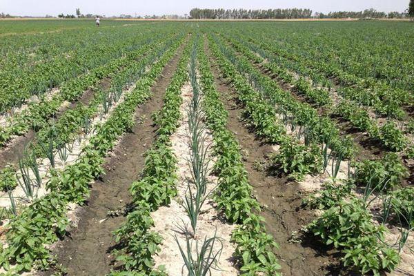 despite the bumper crop  onion gold and potato prices 