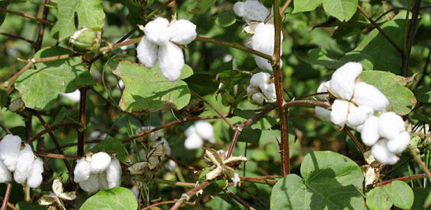 ਕਪਾਹ ਦੇ ਘਟੀਆ ਬੀਜ ਵੇਚਣ ਵਾਲੀ ਕੰਪਨੀ ਨੂੰ ਦੇਣੇ ਪੈਣਗੇ 1.28 ਲੱਖ