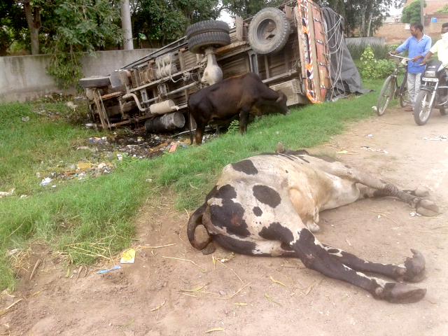 ਕੈਂਟਰ ਨਾਲ ਜ਼ਬਰਦਸਤ ਟੱਕਰ ''ਚ ਸਾਨ੍ਹ ਦੀ ਮੌਤ