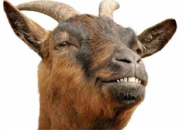 reported to goat goat