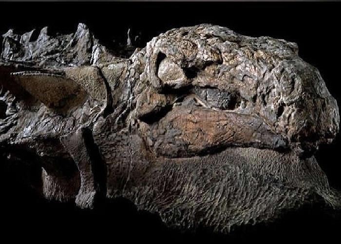 ਖੋਦਾਈ ਦੌਰਾਨ ਮਿਲਿਆ 11 ਕਰੋੜ ਸਾਲ ਪੁਰਾਣਾ ਜੀਵ, ਦੇਖੋ ਤਸਵੀਰਾਂ