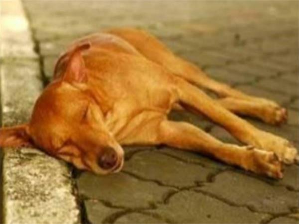 ਸਿਰ ਜਾਰ ''ਚ ਫਸਿਆ, ਫਿਰ ਵੀ ਬੱਚਿਆਂ ਨੂੰ ਦੁੱਧ ਪਿਲਾਉਂਦੀ ਰਹੀ ਕੁੱਤੀਆ