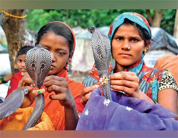 these women bind the snake to rakhi