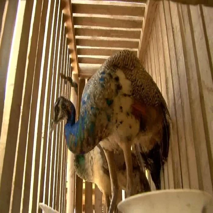 forest department raid