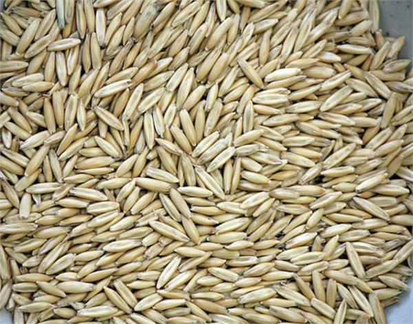 barley is helpful in reducing obesity from level to level